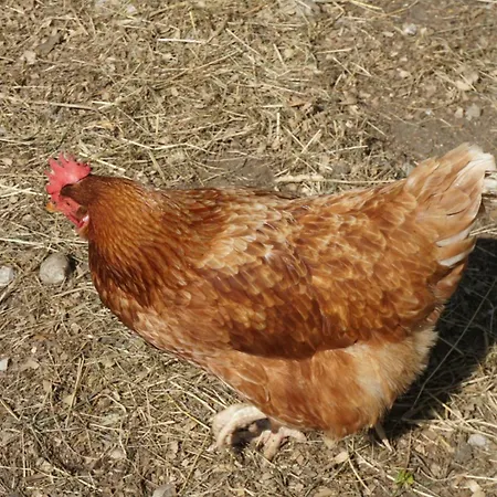 Lacknerhof فندق ماريابفار