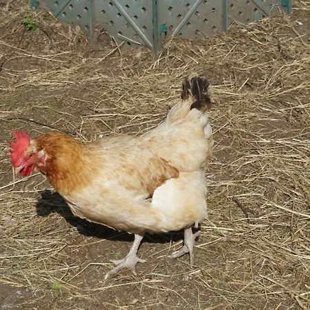 Lacknerhof 3* ماريابفار