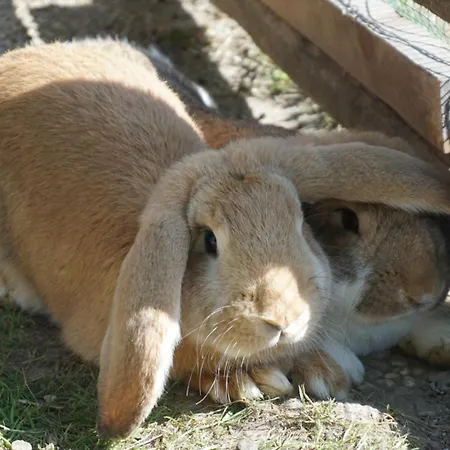 فندق Lacknerhof ماريابفار