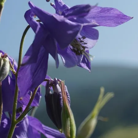 Lacknerhof 3* ماريابفار